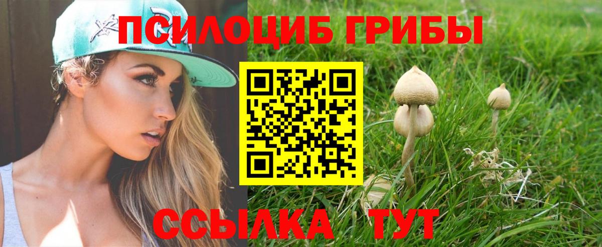 Карачаевск  Галлюциногенные грибы прущие грибы  Вход с VPN  Псилоцибиновые грибы Psilocybe 